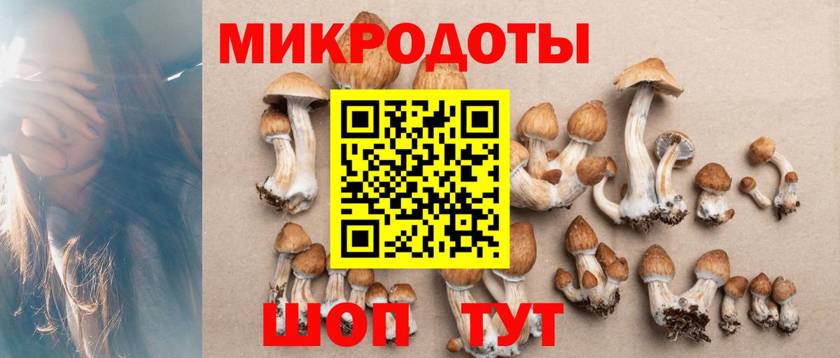 Псилоцибиновые грибы Psilocybe Калининград
